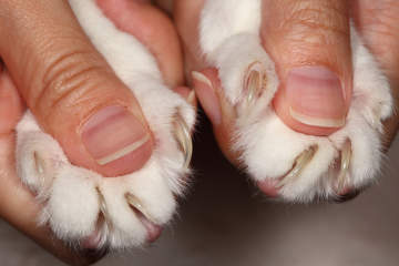 Cómo cuidar las uñas de los gatos