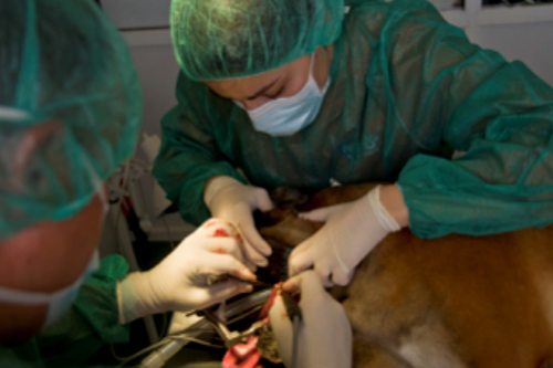 formación veterinaria en clínicas nexo