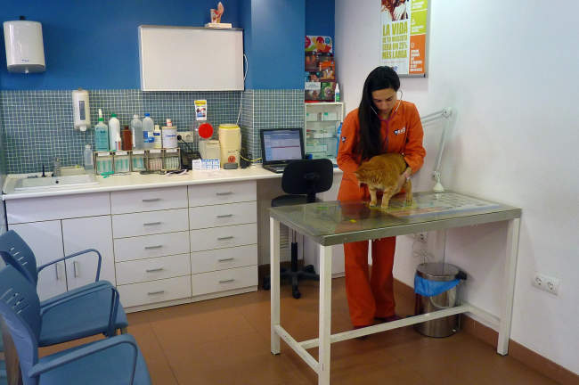 Veterinarios en Sant Carles De La Rapita. Tarragona