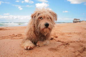 Cómo evitar los golpes de calor a tu mascota