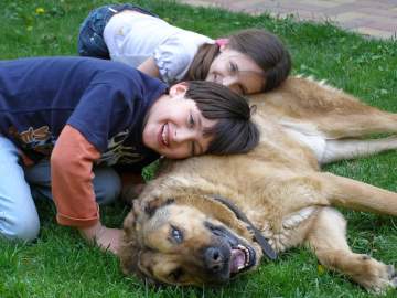 Cómo potenciar la felicidad de tu perro o gato