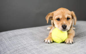 ¿Por qué tiembla mi mascota?