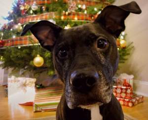 Cómo preparar a tu mascota para las fiestas navideñas