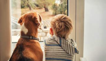 Divorcio, mascotas y estabilidad emocional para los niños