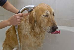 ¿Quieres saber cuándo bañar a tu perro o gato?