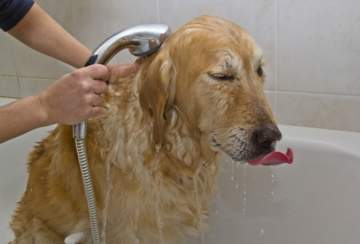 ¿Quieres saber cuándo bañar a tu perro o gato?