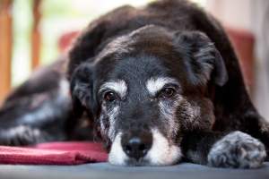 Perro senior. Qué comer