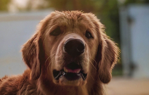 En otoño, al igual que las hojas de los árboles, el pelo de tu perro también sufre su caída