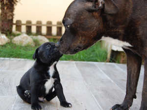 Separar a un cachorro de su madre