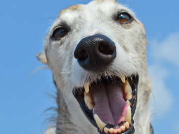 El mal aliento de los perros 