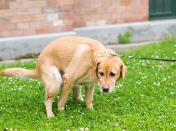 Todos los perros y gatos pueden sufrir diarrea 