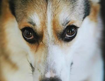 Las afecciones oculares más frecuentes en los animales