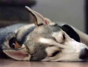 Dormir, y descansar correctamente