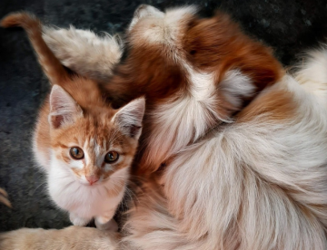 Alergias en perros y gatos