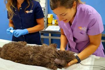 Wecan y Nexo unen fuerzas para fortalecer el bienestar animal en España